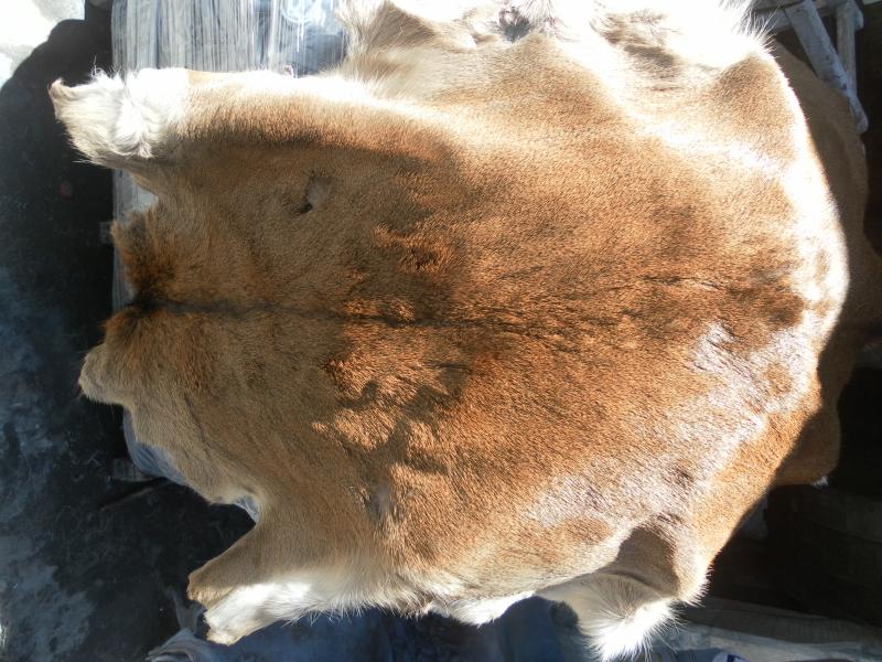 elk with the hair on.